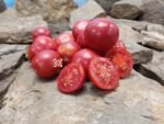 Cherokee Tiger Red Dwarf Tomato Seeds