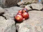 Clackamas Indigo Blueberry Tomato - Image 4