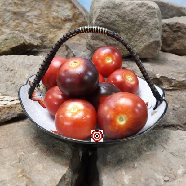 Clackamas Indigo Blueberry Tomato