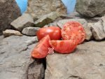 Clint Eastwoods Rowdy Red Tomato