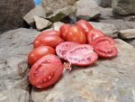 Crimson Plum F2 Tomato Canning Tomato