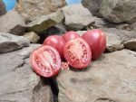 Crimson Plum F2 Tomato Sauce Tomatoes