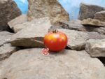 Daedelus Tomato Seeds