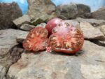 Daniel Burson Tomato Seeds