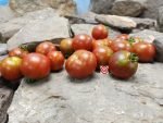 Dark Striped Micro Dwarf Tomato