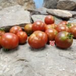 Dark Striped Micro Dwarf Tomato