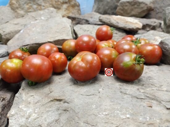 Dark Striped Micro Dwarf Tomato