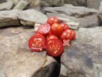 Durmitor Tomato Cherry Tomatoes