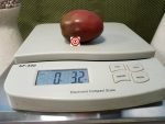 Dwarf Almadine Tomato
