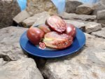 Dwarf Almadine Tomato Canning Tomato