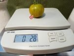Dwarf Amy's Ohio Tomato