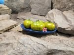 Dwarf Amy's Ohio Tomato Green Tomatoes.