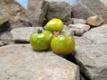 Dwarf Amy's Ohio Tomato Seeds