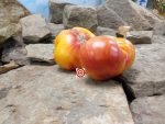 Dwarf Awesome Tomato