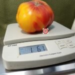 Dwarf Awesome Tomato Giant Tomatoes