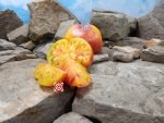 Dwarf Awesome Tomato Seeds