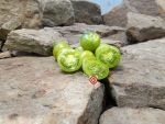 Dwarf Beautiful Ones Tomato Seeds