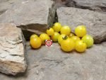 Dwarf Birdie Juane Micro Tomato - Image 3