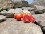 Dwarf Bonet Tigerette Micro Tomato Balcony Tomatoes