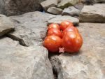 Dwarf Bonet Tigerette Micro Tomato Seeds