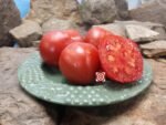 Dwarf Buddy's Heart Tomato - Image 4