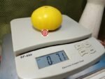Dwarf CC Mcgee Tomato