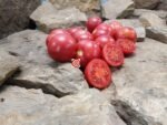 Dwarf Cherokee Tiger Red Tomato Seeds