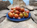 Dwarf Dark Striped Micro Tomato
