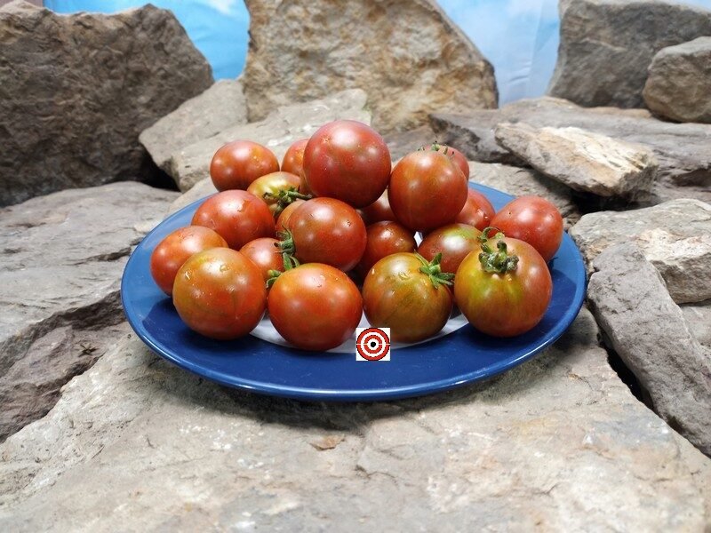 Dwarf Wild Spudleaf Tomato-Bounty Hunter Seeds-Heirloom Seeds