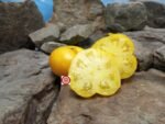 Dwarf Elsie's Fancy Tomato