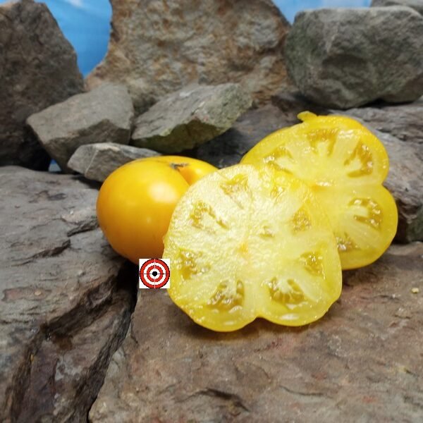 Dwarf Elsie's Fancy Tomato