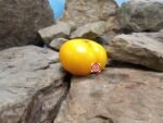 Dwarf Elsie's Fancy Tomato Seeds