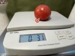 Dwarf Groovy Tunes Tomato Seeds