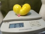Dwarf Idaho Gem Tomato