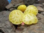 Dwarf Idaho Gem Tomato Container Tomatoes
