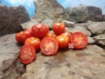 Dwarf Iditarod Red Tomato Container Tomatoes