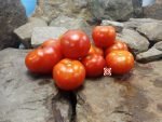 Dwarf Iditarod Red Tomato Seeds