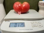 Dwarf Mallee Rose Tomato
