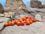 Dwarf Micro Tiny Tim Tomato