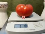 Dwarf Oliver Kelly Tomato