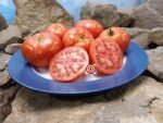 Dwarf Oliver Kelly Tomato Container Tomatoes