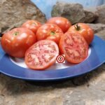 Dwarf Oliver Kelly Tomato Container Tomatoes