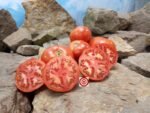 Dwarf Oliver Kelly Tomato Seeds