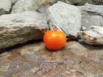 Dwarf Orange Pixie Tomato