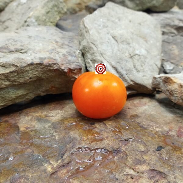 Dwarf Orange Pixie Tomato
