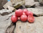 Dwarf Pink Opal Tomato