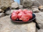 Dwarf Pink Opal Tomato Seeds