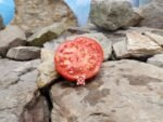 Dwarf Red House Free Standing Tomato