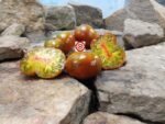Dwarf Red Viper Tomato Seeds