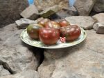 Dwarf Sandy's Stripes Tomato